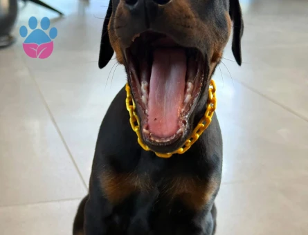 Irk ve sağlık garantili doberman yavrularım - 9593