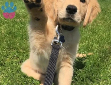 Yeni Yuvasını Bekleyen Golden Retriever Yavruları - 9644