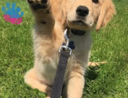 Yeni Yuvasını Bekleyen Golden Retriever Yavruları - 9644