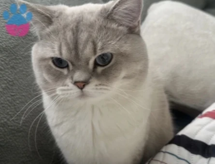 1 YAŞINDAKİ KEDİMİZE SICAK BİR YUVA ARIYORUZ - 9648