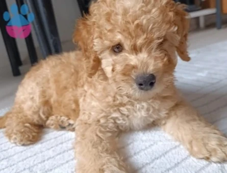 3 Aylık Erkek Toy Poodle - 9650