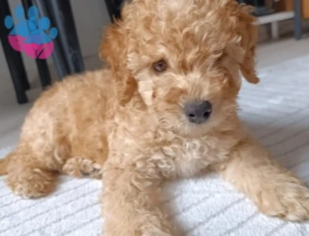 3 Aylık Erkek Toy Poodle - 9650