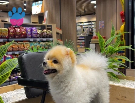 Pomeranian - 9653