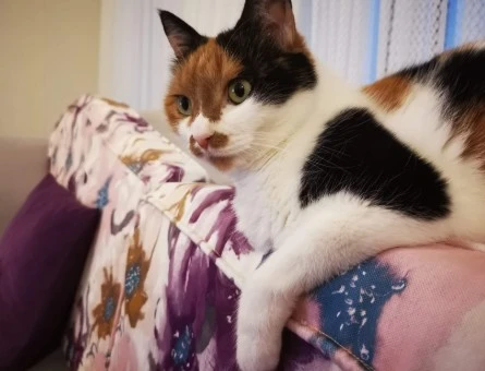 Ön patisi engelli kedi - 9654