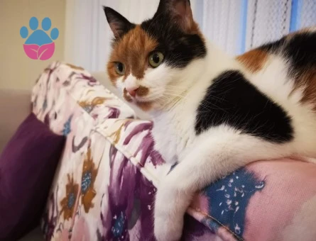 Ön patisi engelli kedi - 9654