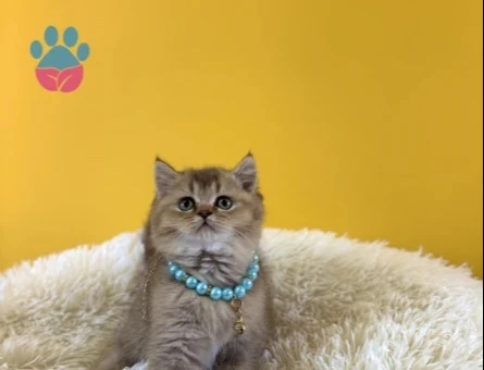 British Shorthair Golden Pofuduk Erkek Yavrumuz - 9661