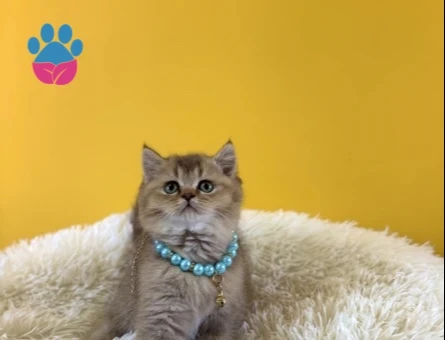 British Shorthair Golden Pofuduk Erkek Yavrumuz - 9661