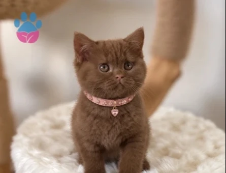 Hayran Bıraktıran Güzellik British Shorthair Çikolata - 9664