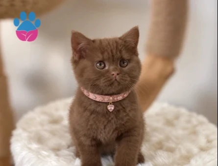 Hayran Bıraktıran Güzellik British Shorthair Çikolata - 9664