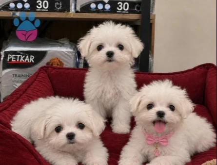 Tatlilar tatlisi Maltese Terier bebekler - 9668