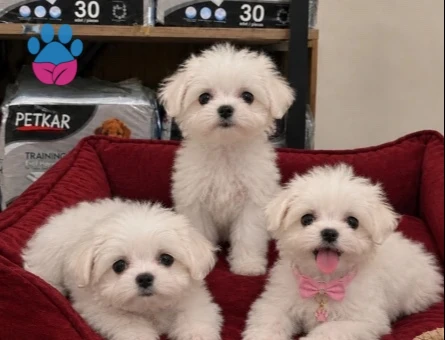 Tatlilar tatlisi Maltese Terier bebekler - 9668