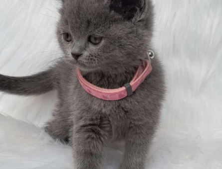 Safkan Kanı Taşıyan British Shorthair Yavrularımız