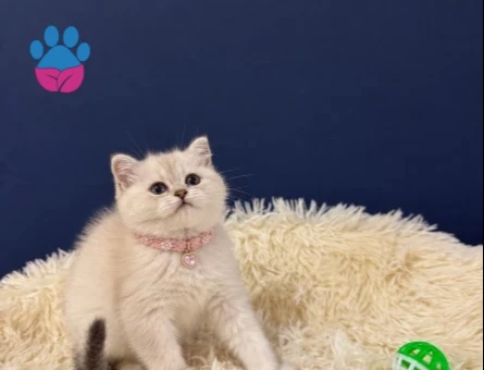 British Shorthair Şahane Yavrumuz - 9705
