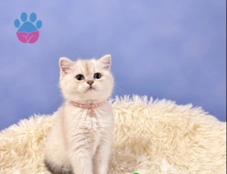 2 Aylık British Shorthair Dişi Yavrumuz - 9706