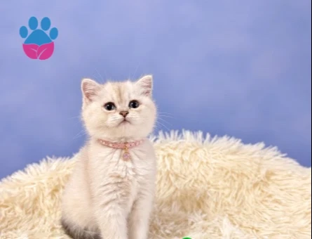 2 Aylık British Shorthair Dişi Yavrumuz - 9706