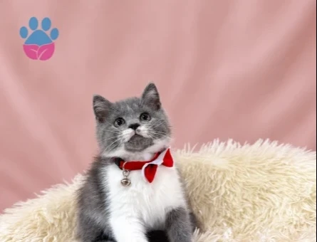 British Shorthair Lilac Bicolor Erkek Yavrumuz - 9708