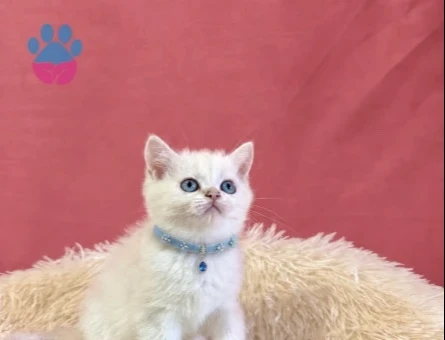 British Shorthair Beyaz Tatlı Yavrumuz - 9709