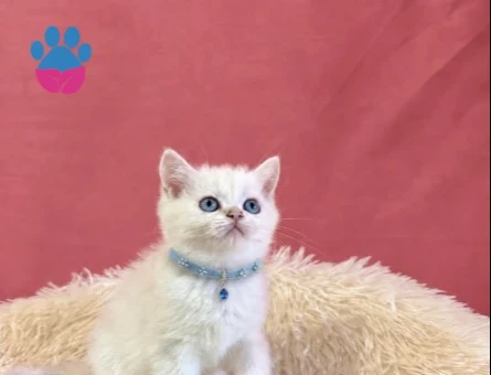 British Shorthair Beyaz Tatlı Yavrumuz - 9709