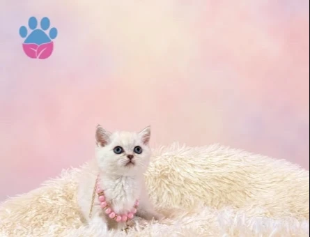 Zarafetiyle Büyüleyen British Shorthair Point Dişi - 9714