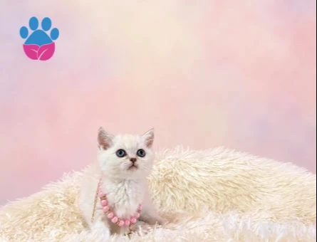 Zarafetiyle Büyüleyen British Shorthair Point Dişi - 9714