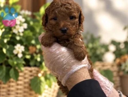 REDBROWN TOY POODLE YAVRULARIMIZ - 9722