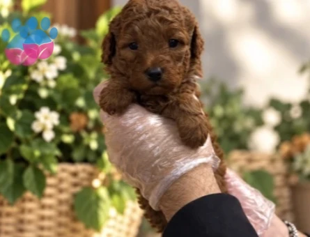 REDBROWN TOY POODLE YAVRULARIMIZ - 9722