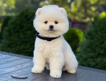 Güzeller Güzeli Ayı Süray Pomeranian boo - 9730
