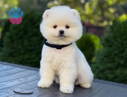 Güzeller Güzeli Ayı Süray Pomeranian boo - 9730