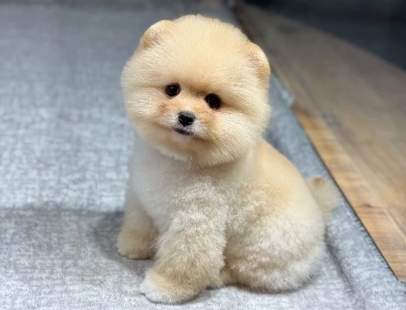 Bal Köpüğü Pomeranian 3 Aylık Yavrularımız - 9731