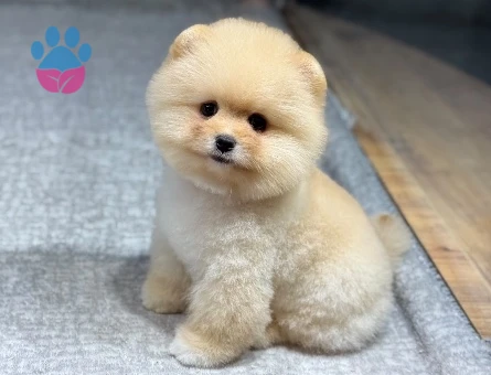 Bal Köpüğü Pomeranian 3 Aylık Yavrularımız - 9731