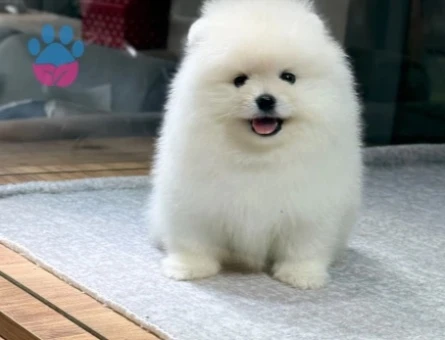 White Pomeranian Boo Dişi ve Erkek Yavrular - 9733