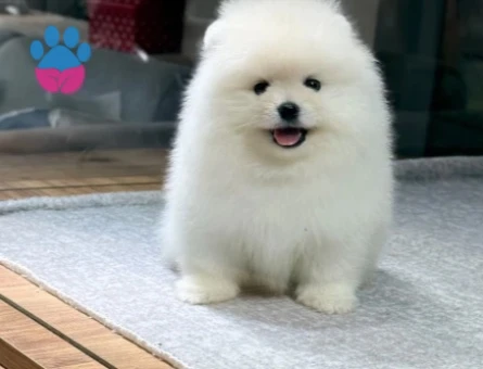 White Pomeranian Boo Dişi ve Erkek Yavrular - 9733