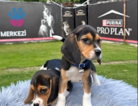 Muhteşem Oyuncu Beagle Yavrularımız - 9737