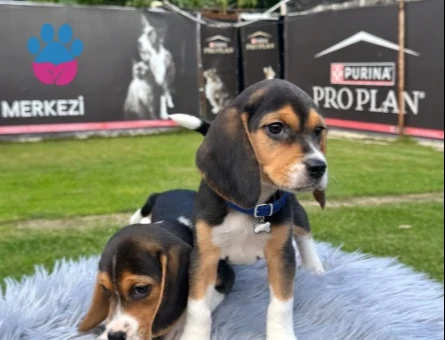 Muhteşem Oyuncu Beagle Yavrularımız - 9737