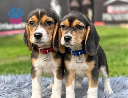 Mükemmel Kalite Beagle Safkan Yavrularımız - 9738