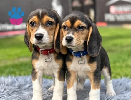 Mükemmel Kalite Beagle Safkan Yavrularımız - 9738