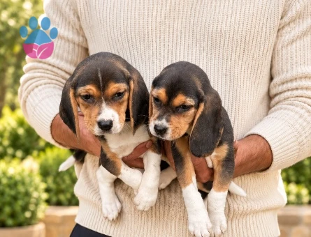 Sevimli Beagle Dişi ve Erkek Yavrularımız - 9741