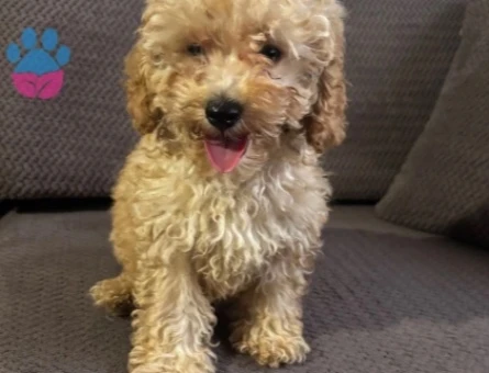 3 aylık poodle - 9744