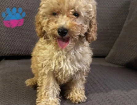 3 aylık poodle - 9744