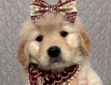 Tatlı Bakışlı Golden Retriever Yavrumuz - 9752