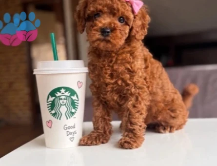 ORJINA POODLE - 9759