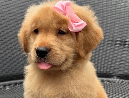 Güler Yüzlü Golden Retriever Yavrumuz Yeni Yuvasını Bekliyor - 9760