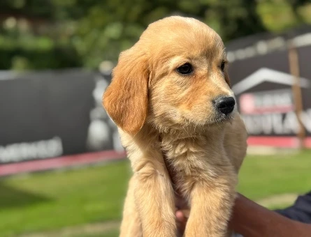 Golden Retriever Dişi ve Erkek Bebeklerimiz - 9762