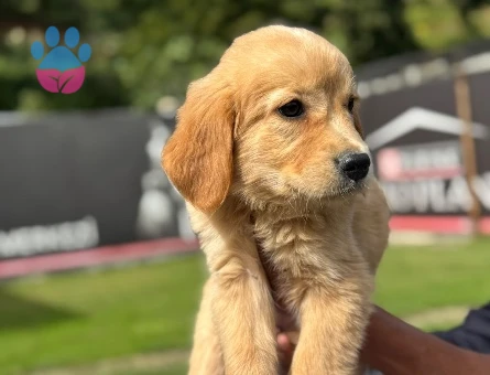Golden Retriever Dişi ve Erkek Bebeklerimiz - 9762
