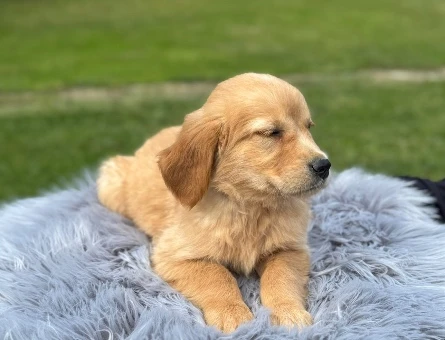 Golden Retriever Bebekler Dişi ve Erkek - 9763