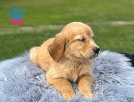 Golden Retriever Bebekler Dişi ve Erkek - 9763