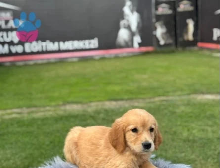 Sevimli Yavrılarımız Golden Retriver Yuva Arıyor - 9774