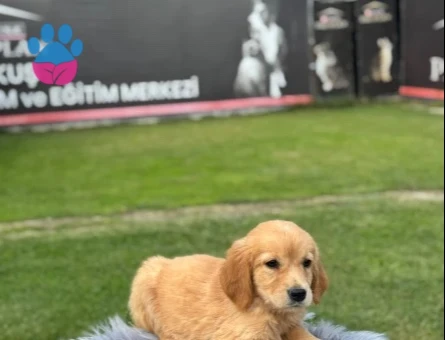 Sevimli Yavrılarımız Golden Retriver Yuva Arıyor - 9774