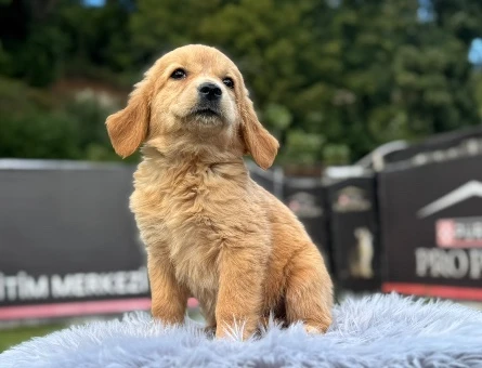 2 Aylık Erkek Golden Retriever Yavrumuz - 9776