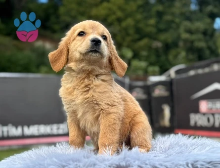 2 Aylık Erkek Golden Retriever Yavrumuz - 9776